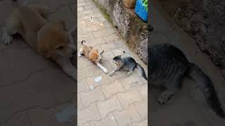 Caught the moment peace negotiations faile 💀 #shorts #petmemes #dogsoftiktok #catsofyoutube