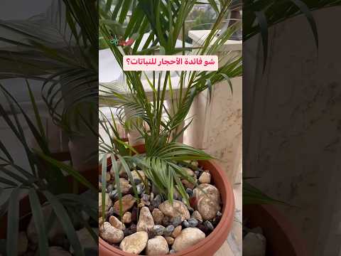 شو فائدة الأحجار للنباتات