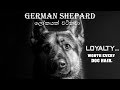 Everything about german shepard sinhala  german shepard  