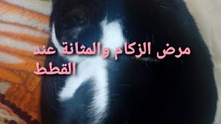 لتفادي زكام القطط ومرض المثانة(حريق البول)