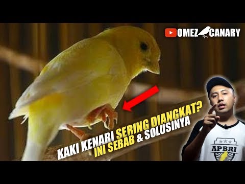 Video: 3 Cara Menemukan Tanda Penyakit pada Burung Kenari