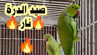 طريقه سهله لصيد طائر الدرة الهندي في غزة خانيونس محمد ابو عسكر صيدالحسون ببغاء درة