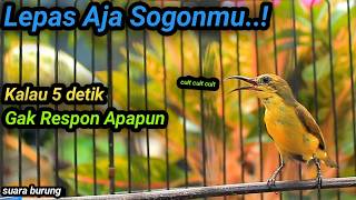 CUITAN HANDAL SOGON BETINA GACOR MEMANGGIL JANTAN, BIKIN EMOSI SOGON TROTOL GACOR DOR LANGSUNG NAIK