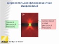 Флюоресцентная микроскопия: от клетки до молекулы