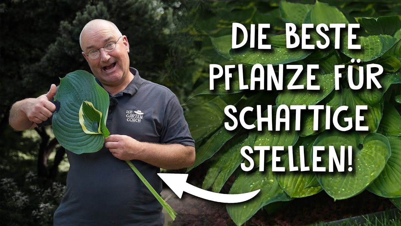 heidelbeeren pflanzen düngen Mineraldünger für Heidelbeeren in 3kg und 10kg main image 0