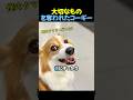 大切なものを奪われたコーギー🐶 #コーギー #動物