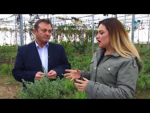 Video: Lulet Saxifrage: përshkrimi, mbjellja, kujdesi, llojet dhe veçoritë e kultivimit