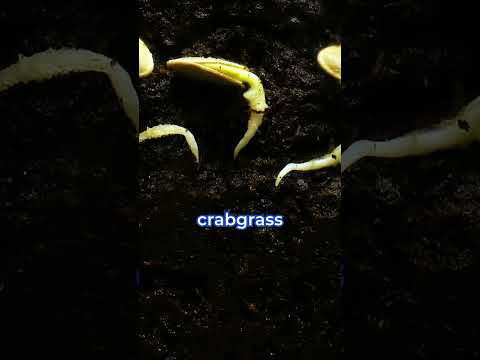 Video: Var växer crabgrass?