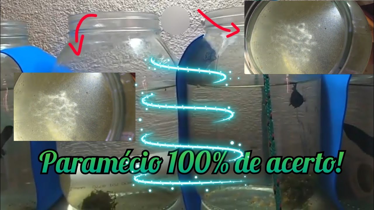 COMO TER PARAMÉCIO 100% DE ACERTO!