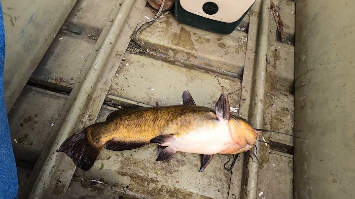 Almost Record Class Bullhead