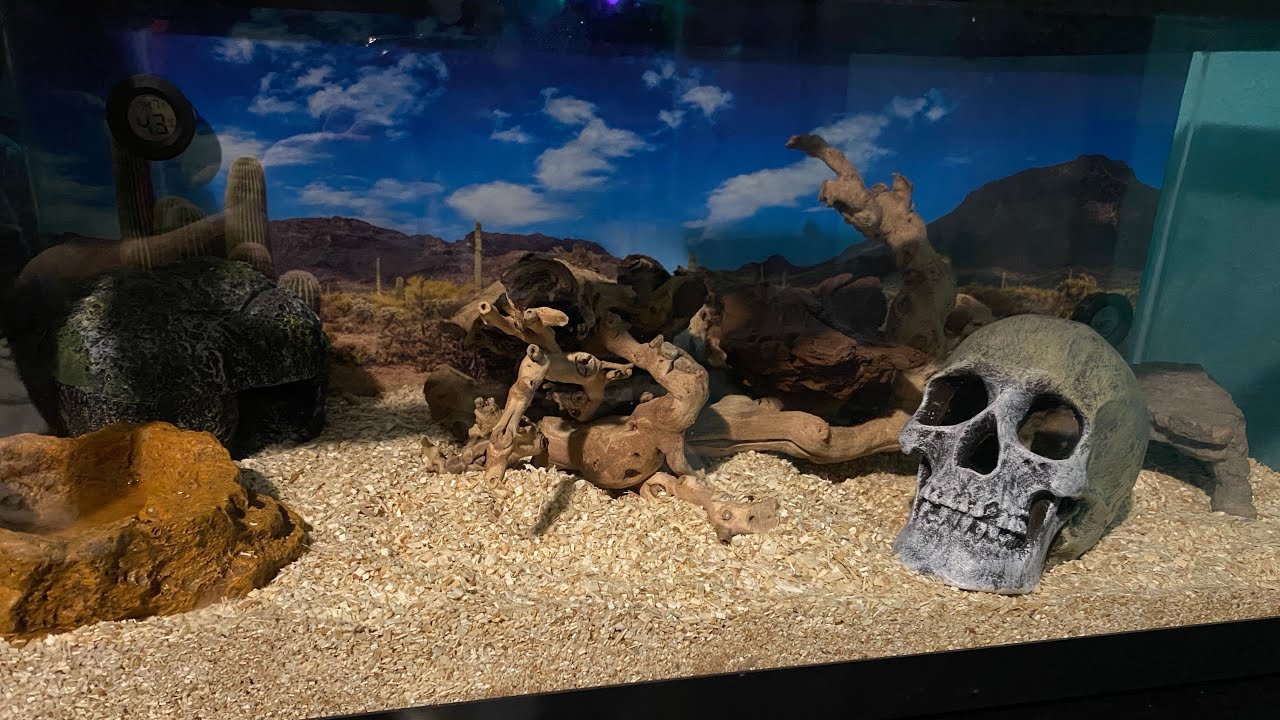 Rosy boa cage YouTube