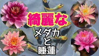 【睡蓮農園】睡蓮シーズン本番！綺麗なメダカと綺麗な睡蓮！2回目の追肥メダカ睡蓮ビオトープ