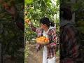 Title:😱 Golden Mango, Pink Watermelon &amp; Giant Pumpkin Cutting ASMR 🥭🍉 #shorts #villagefarming #asmr