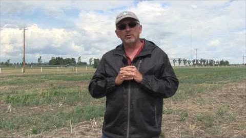 Pulse School: Herbicide Layering — The Tag Team Approach to Fighting Weeds and Resistance