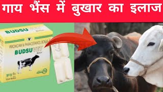 Vet-Disease:- गाय भैंस में बुखार का इलाज || Fever Treatment in cow Buffalo || Medicine || Bolus