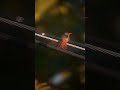 Billie Beak.  #hummingbird #birdcomedy #nature #shorts