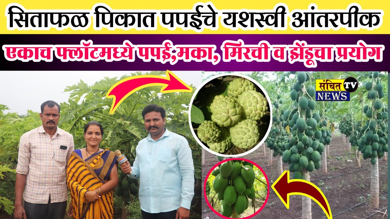 आंतरपिकातून अधिक नफा कमविणाऱ्या दिपाली शिंदे यांची यशोगाथा | सीताफळ पिकात पपईचे यशस्वी आंतरपीक