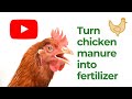 How to turn chicken manure into fertilizer