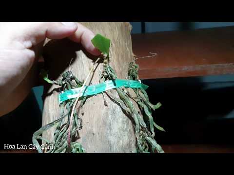 Hướng dẫn trồng lan căn diệp (lan ma) bóc rừng ll HLCC | Foci