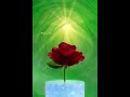 Sunrise Serenity &amp; Roses#shorts #reelsviral #aestheticvideos #luxurylifestyle #peacefulmoments