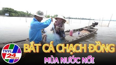 Giăng lưới bắt cá chạch đồng mùa nước nổi