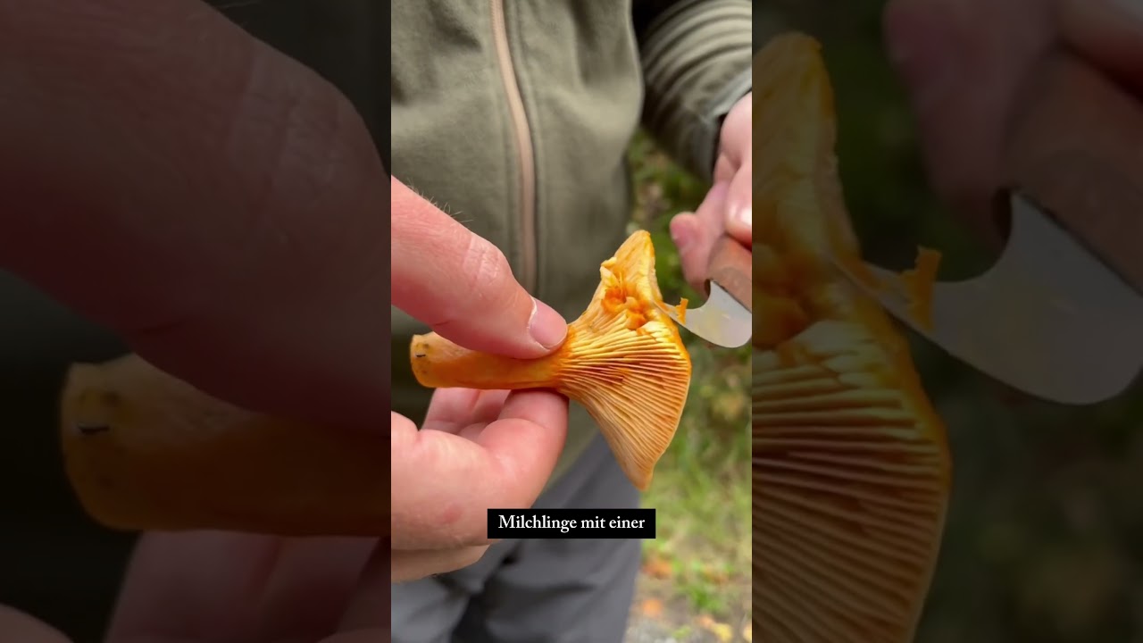 Köstliche Reizker 🔥🍄