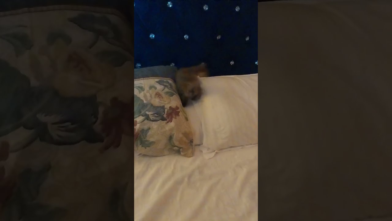 1-3 months Female Purebred Tabby
