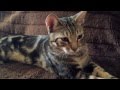 Sokoke cat in Spain | Кот породы сококе Испания の動画、YouTube動画。