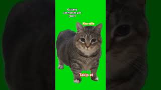 Oiiaoiia Cat But In 4K Dönen Oiai Kedi