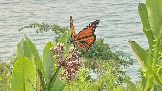 Releasing a queen butterfly in Florida by Me 30 views 2 years ago 1 minute, 25 seconds