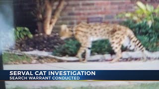 Search warrant executed at Ezekiel Elliott’s father’s home after Serval cat shot, killed
