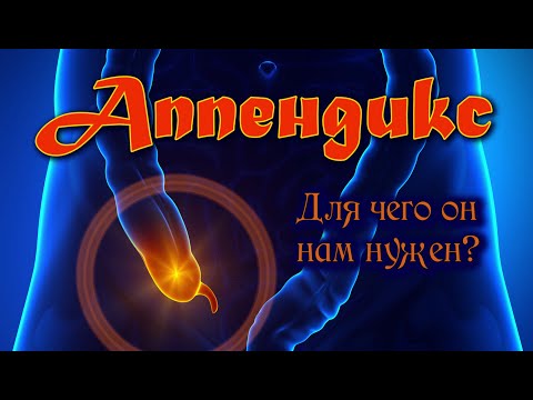 Аппендикс. Для чего он нам нужен?