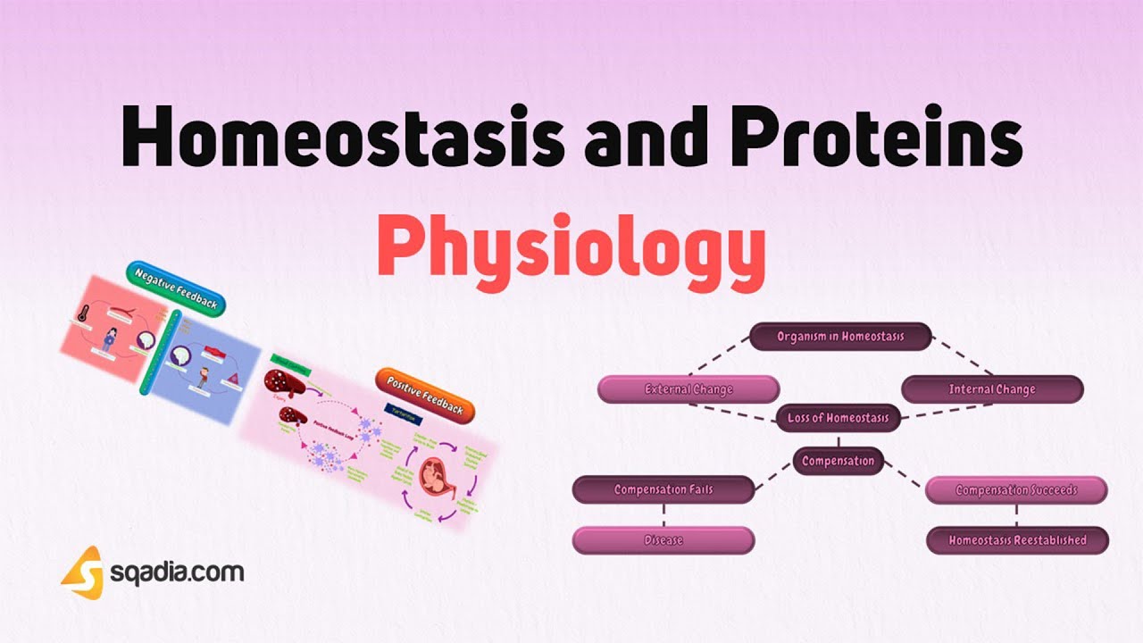 Homeostasis and Proteins Physiology | Basic Body Functions