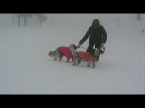 イングリッシュセター　霧の中で雪遊び