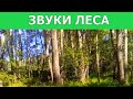 Звуки леса. Видео без слов / Forest sounds. Video without words