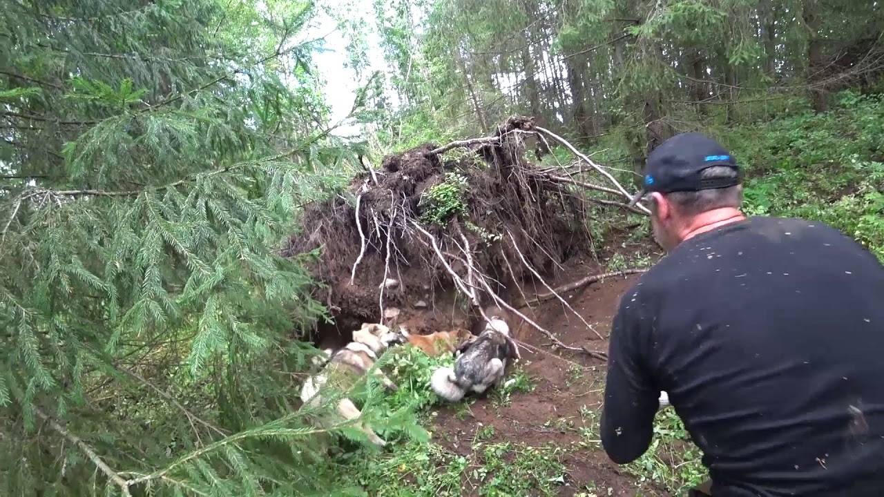 Охота #236 притравка по кабану