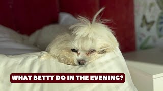 Rotina Noturna Maltesa Relaxe Vídeo