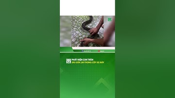 Phát hiện con trăn dài gần 2m trong cốp xe | VTC14 #shorts