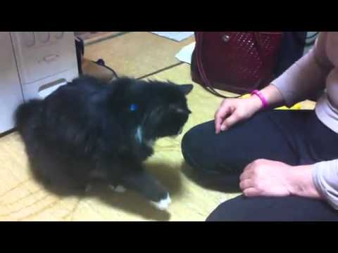 【デブ猫編】　お手をするデブ猫
