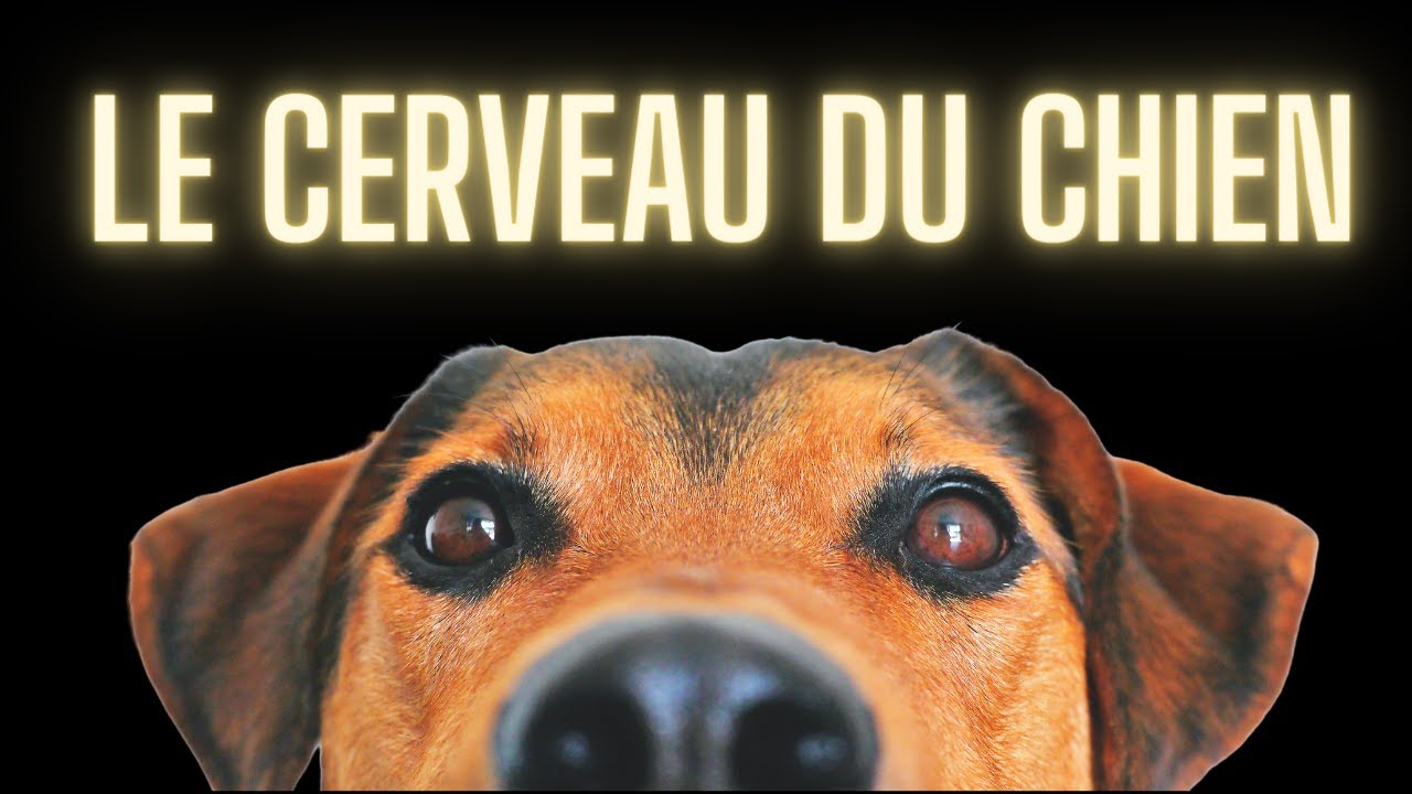 Le cerveau du chien - quelques réponses scientifiques - YouTube