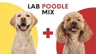 Lab Poodle Mix AKA Labradoodle