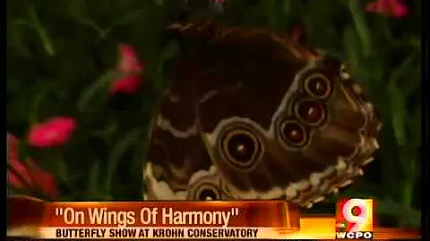 Butterfly show at Krohn Conservatory