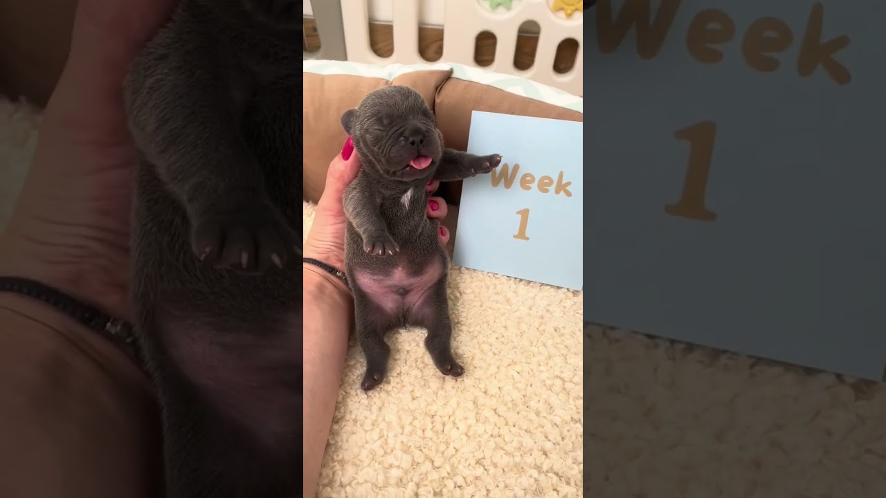 Puppy stages: 0-5 weeks old 😍 