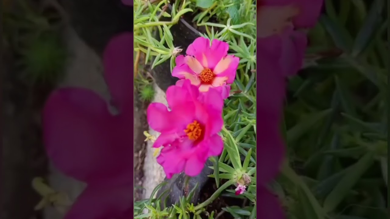 എൻ്റെ subscriber ടെ ചെടി 10 രൂപ മുതൽ🤩👍🏽 ph no.8129604618