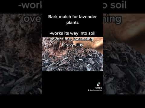 Βίντεο: Mulching Lavender Plants – How to Mulching Lavender in The Garden
