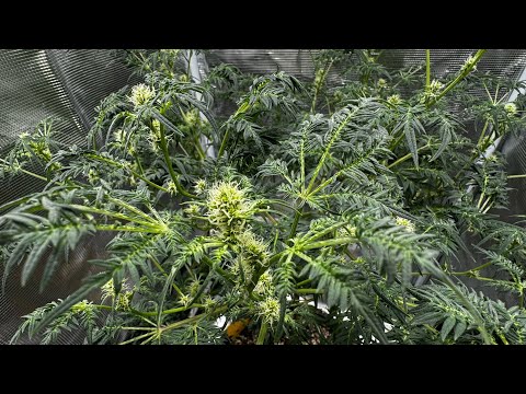 Freakshow Grow From Tankcultivations! Cannabis Seed To Harvest! 420 Hippie Culture! Organic Grow.