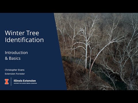Winter Tree Identification Basics