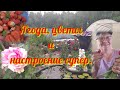 #Обзор#дачи 26 июня #прогулка#после#дождя.