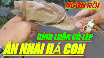 Cắm câu cá lóc mồi nhái ll thú vui câu cá ll fishing