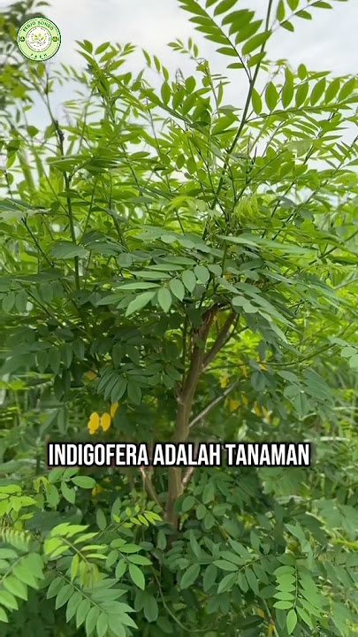 Indigofera Pakan Ternak Protein Tinggi #silase  #fermentasi  #indigofera